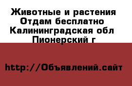 Животные и растения Отдам бесплатно. Калининградская обл.,Пионерский г.